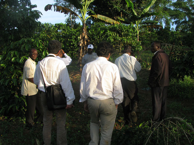 piantagioni caffè uganda 5975